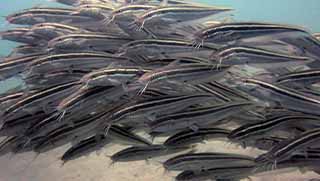 crystaldive.com-underwater-naturalist-specialty-catfish