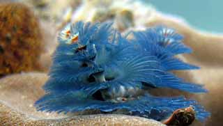 crystaldive.com-underwater-naturalist-specialty-christmas-tree-worm