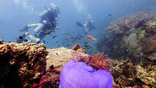 crystaldive.com-underwater-naturalist-specialty-divers-nemo