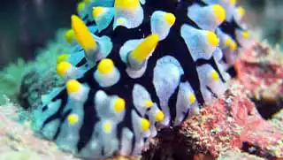 Nudibranch Ecology