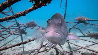 crystaldive.com-underwater-naturalist-specialty-grouper