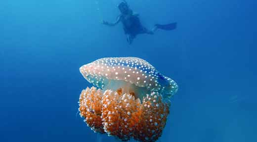 crystaldive.com-underwater-naturalist-specialty-jellyfish-diver