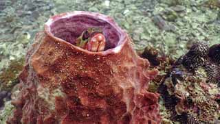 crystaldive.com-underwater-naturalist-specialty-spong-grouper