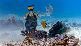 crystaldive.com-underwater-naturalist-specialty-titan-trigger-fish