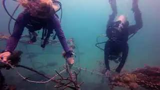 thecoraltribe.com-marine-conservation-dives-coral-rope-divers Marine Conservation Divers removing rope from underwater structure