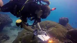 thecoraltribe.com-marine-conservation-dives-coral-watch-underwater Marine Conservation Diver checking the health of coral around Koh Tao