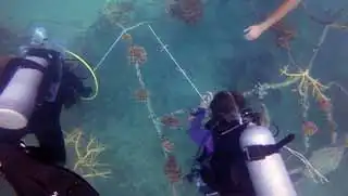 thecoraltribe.com-marine-conservation-dives-underwater-structure Marine Conservation Divers transplanting coral on underwater structure