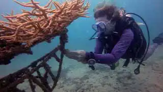 thecoraltribe.com-marine-conservation-dives Marine Conservation Diver transplanting coral at Junkyard Reef Koh Tao