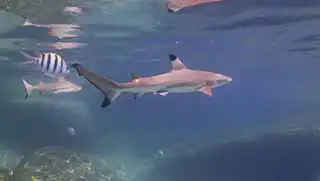 kohtaodiving.org-aware-shark-conservation-specialty Blacktip reef shark seen during Shark Ecology Course on Aow Leuk dive site Koh Tao