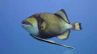 Titan Triggerfish with remora fish attached seen during Fish Identification Specialty course