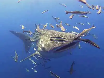 Whale Shark with remora seen during fun dive around Koh Tao