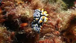 kohtaodiving.org-underwater-naturalist-specialty Nudibranch seen during nudibranch ecology specialty