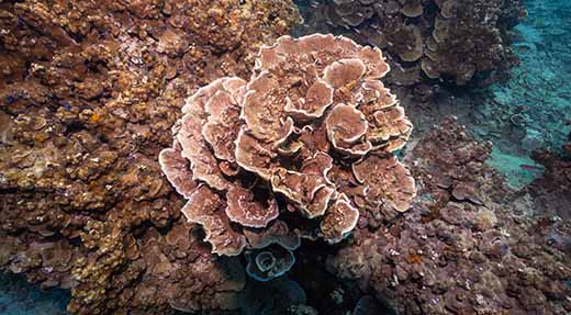 crystaldive.com-coral-reef