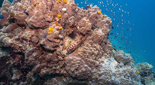 crystaldive.com-coral