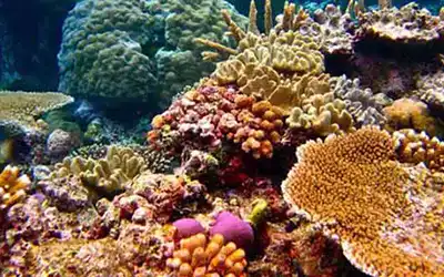 The Importance of Coral