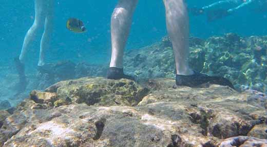 crystaldive.com-koh-tao-coral-diver-standing-on-coral