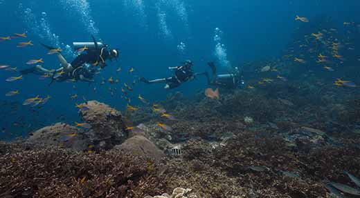crystaldive.com-koh-tao-coral-underwater-divers