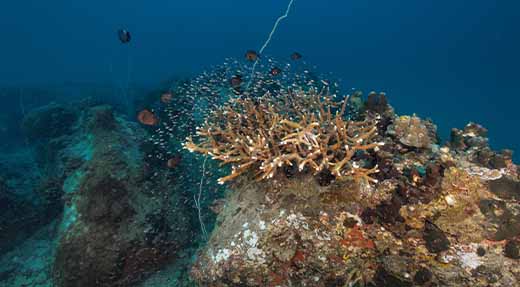 crystaldive.com-koh-tao-coral-underwater-white-rock