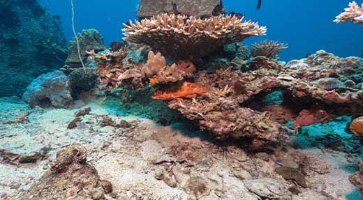 crystaldive.com-koh-tao-coral-underwater Rescue Diver