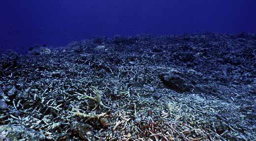crystaldive.com-koh-tao-dead-corals