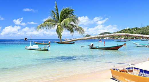 crystaldive.com-beach-palm-tree