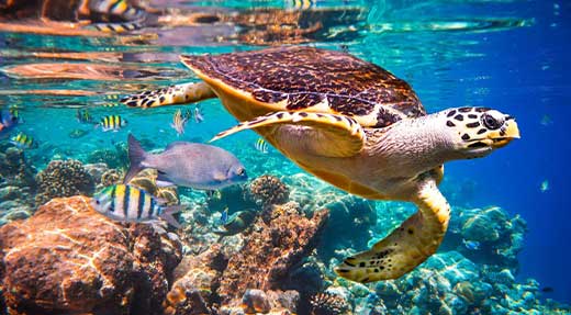 crystaldive.com-turtle Thailand