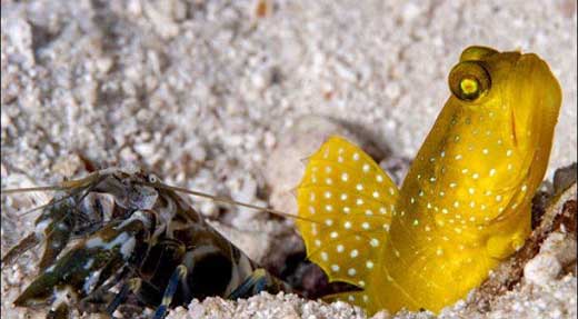 crystaldive.com-goby-shrimp-koh-tao Rescue Diver