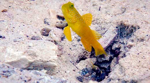 crystaldive.com-goby-shrimp