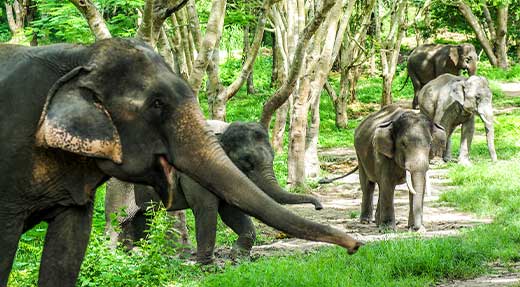 crystaldive.com-things-to-do-in-Thailand-elephants