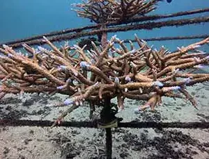 Coral Identification
