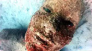 thecoraltribe.com-artificial-reef-mazu-underwater Artificial Reef Mazu