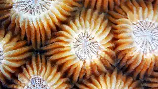 Close up of Coral during Coral Identification Specialty