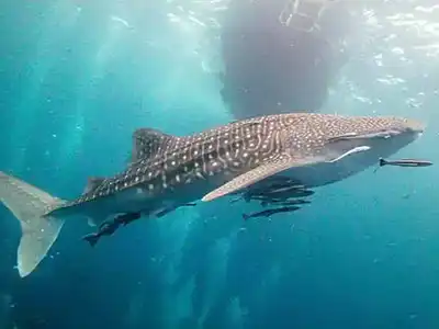 Whale Shark
