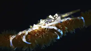 Xenocrab on Whip Coral at Koh Tao