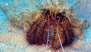 Crab underwater during Marine Invertebrate Specialty
