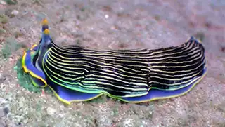 Colourful Nudibranch moving on sand