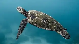 Turtle swimming in open ocean on Koh Tao
