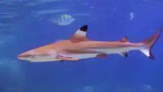 SSI Shark Ecology Black Tip Reef Shark