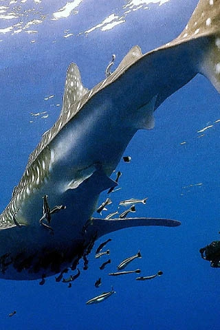 Whale shark with remora fish seen during fun dive near Koh Tao Thailand