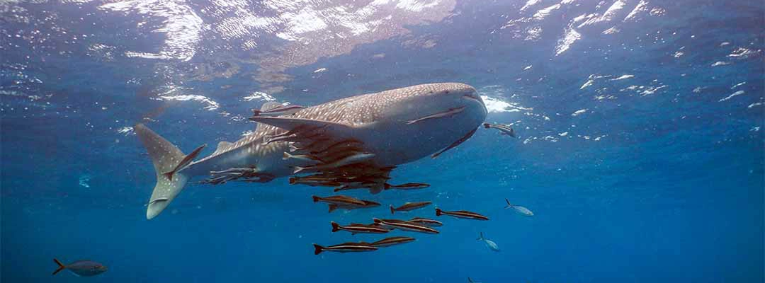 Whale shark with remora near the surface on dive site Koh Tao Thailand