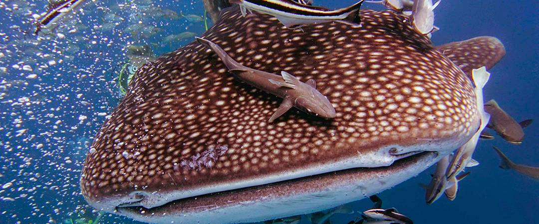 Mouth of a big whale shark near Koh Tao Thailand