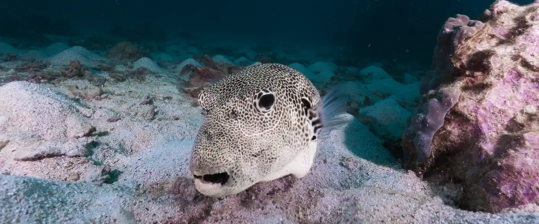 Giant Pufferfish seen on night dive on Koh Tao Thailand