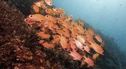 kohtaodiving.org-chronicles-advanced-diver-course-fish-id