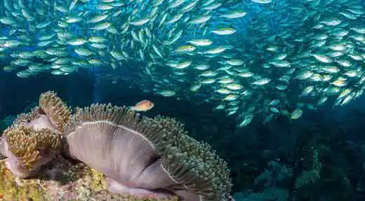 kohtaodiving.org-chronicles-advanced-open-water-deep-dive-group-of-fish