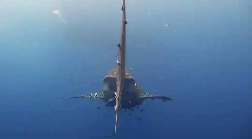 kohtaodiving.org-chronicles-advanced-open-water-whale-shark-tail Aware Shark Conservation specialty whale shark blue water