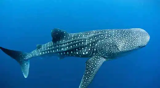 kohtaodiving.org-chronicles-advanced-open-water-whale-shark Thailand