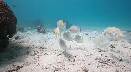 kohtaodiving.org-chronicles-discover-scuba-fish-underwater