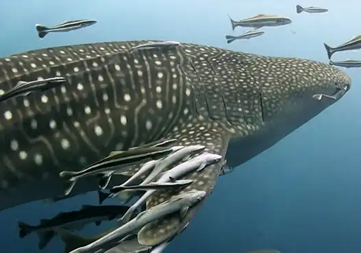 kohtaodiving.org-chronicles-dive-schools-whale-shark Whale Shark