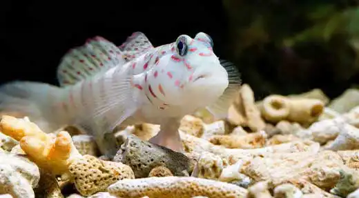 kohtaodiving.org-chronicles-goby-shrimp-koh-tao-thailand