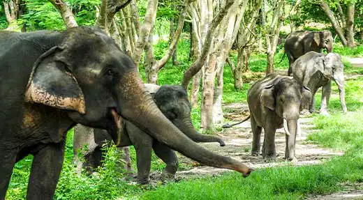 kohtaodiving.org-chronicles-things-to-do-in-Thailand-elephants